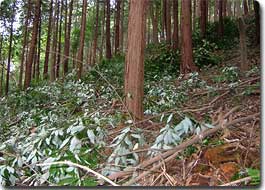 写真3