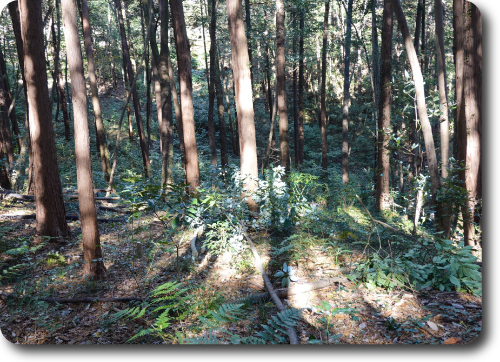 写真6